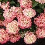 Hortenzia metlinatá (Hydrangea paniculata) ´LIVING LITTLE LOVE´® by LIVING CREATIONS® výška 20-30 cm, kont. C1,5L